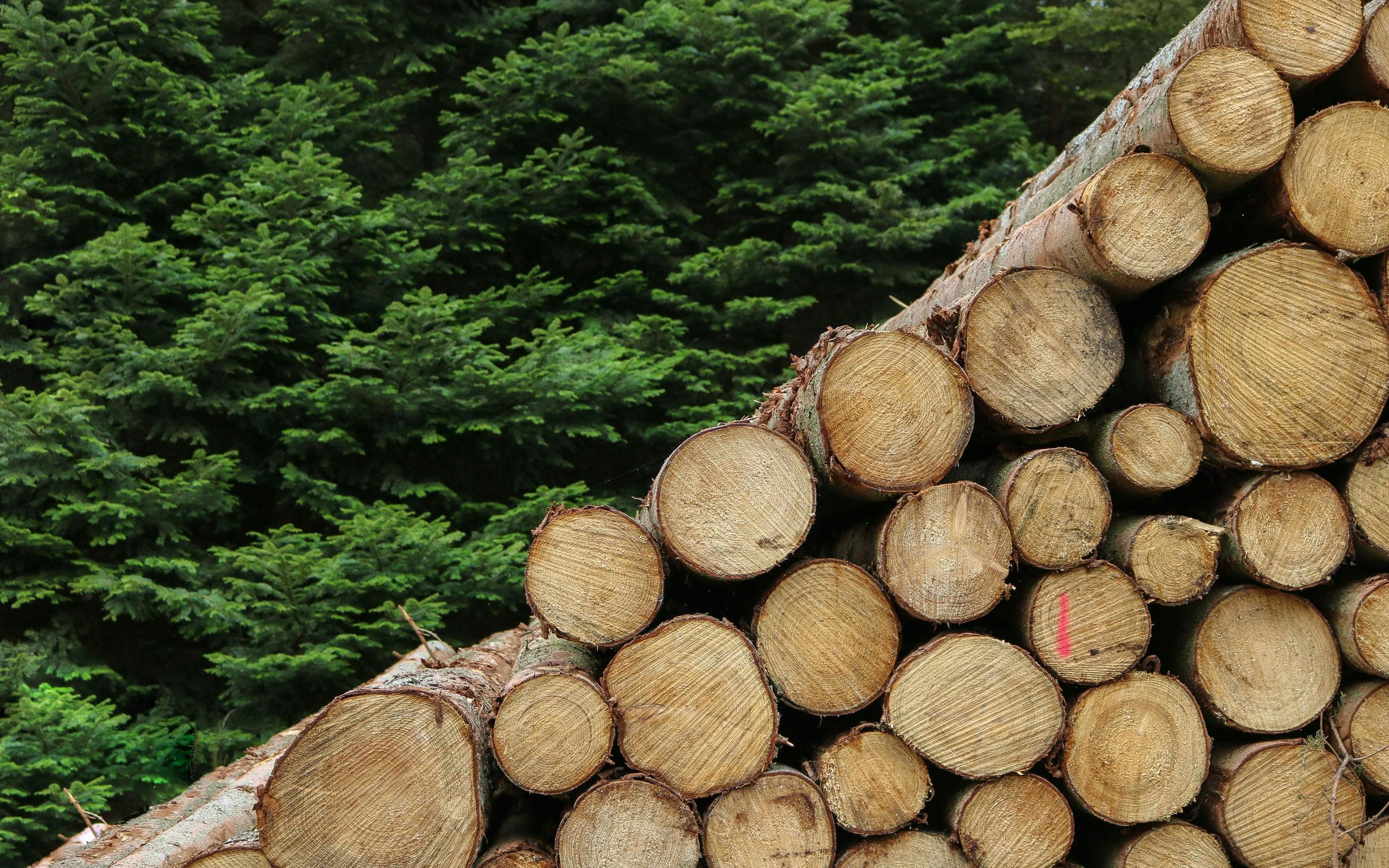 Forestal